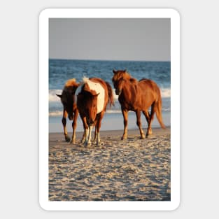 Assateague Beach Ponies Series - 02 Sticker